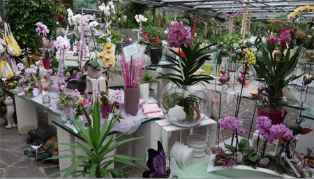 Orchideen